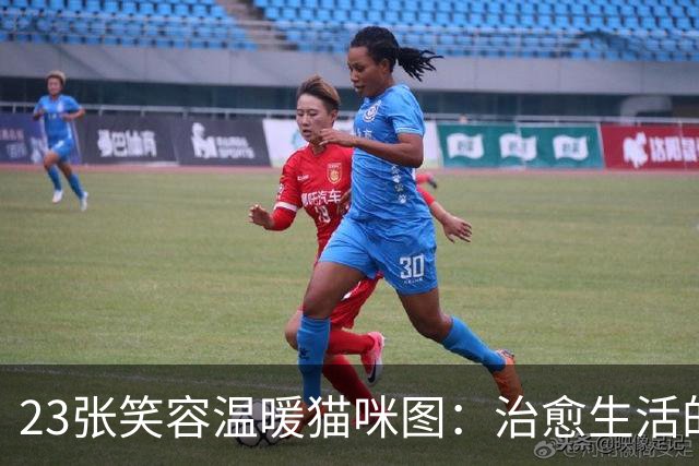 23张笑容温暖猫咪图：治愈生活的低谷时光